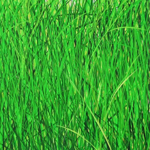 G06 - Summer Grass